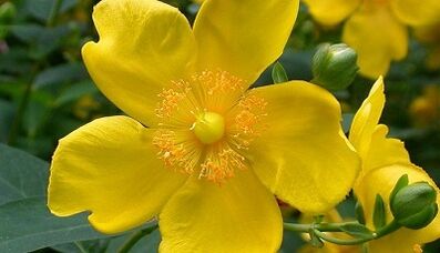How to increase power with folk remedies